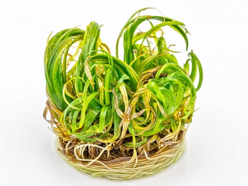Japanisches Fadenkraut - Blyxa japonica in vitro